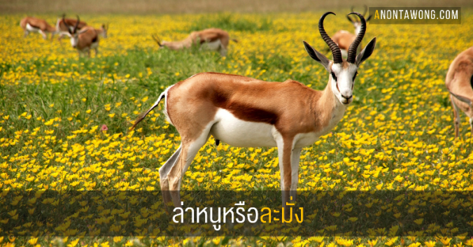 20170403_mouse_antelope