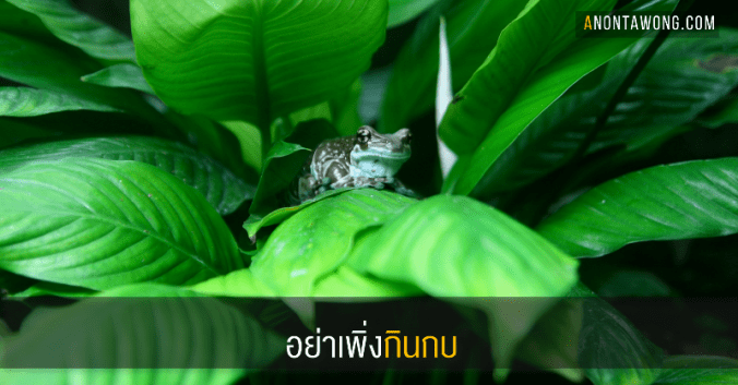 20170712_donteatthatfrogyet