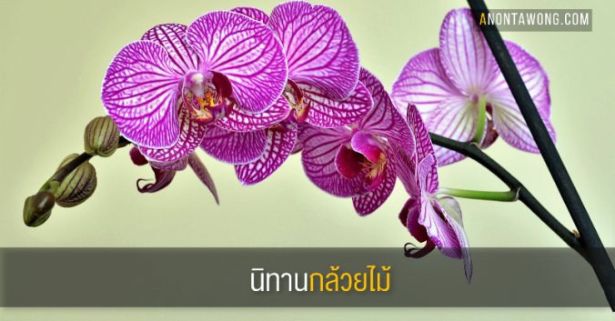 20190329_orchid